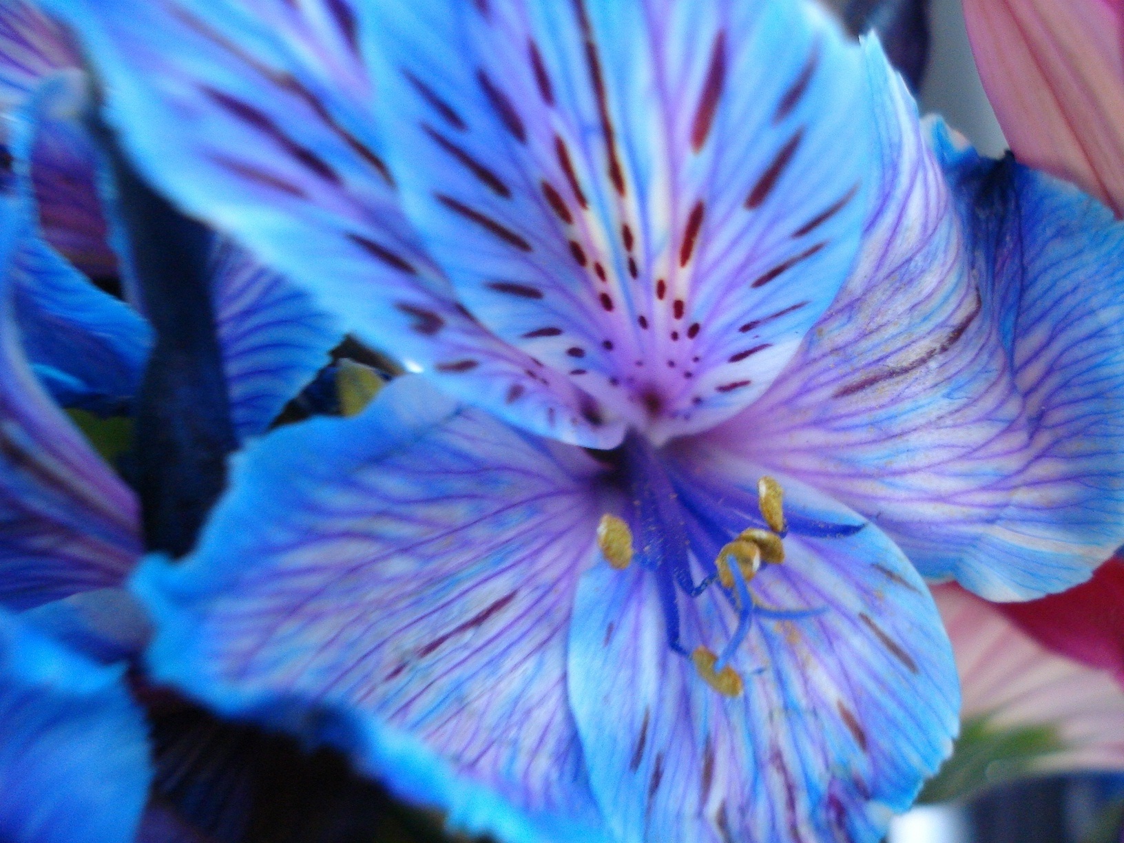 Blue Flower 3 